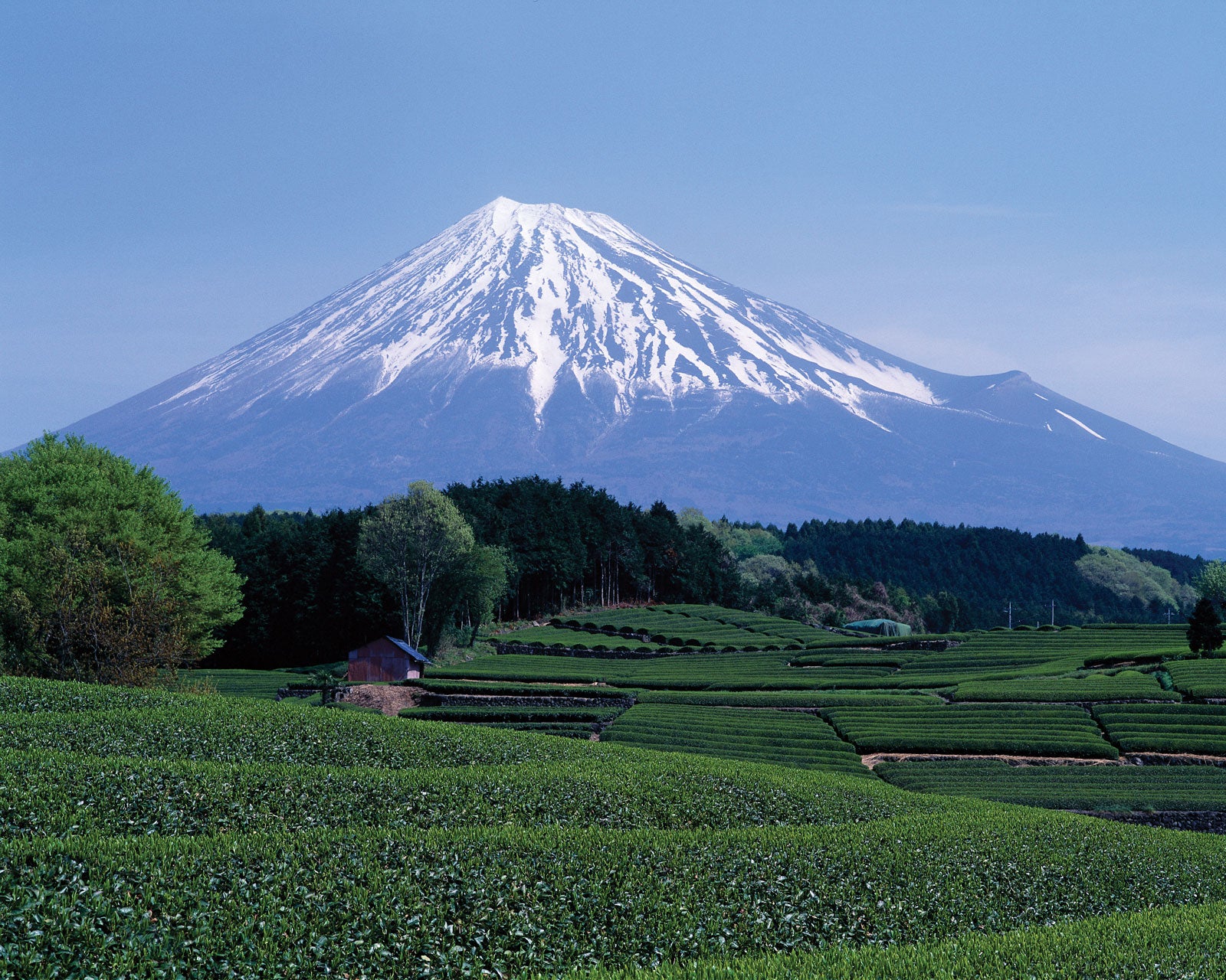 Tea field mount Fuji view