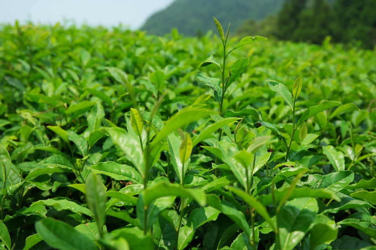 A Guide to Sencha