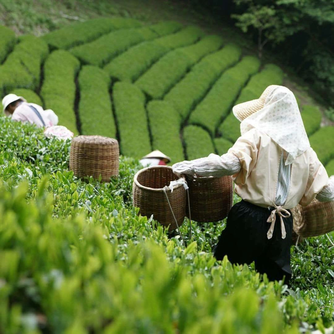 Green tea picking in Japan